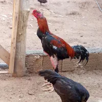 لاری|حیوانات مزرعه|کوهدشت, |دیوار