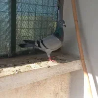 سبز مسافتی ماده و سار