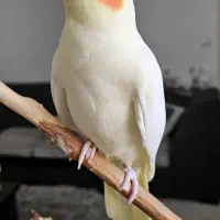 عروس هلندی ( نبات )