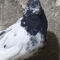 کبوتر نوک جفت یک جفت ۷تومان