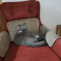 گربه اسکاتیش ۵ساله