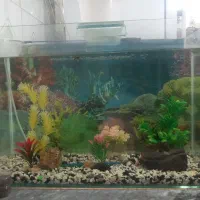 آکواریوم فروشی با کلیه وسایل|ماهی|تربت‌حیدریه, سرمحله|دیوار