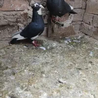 کبوتر پلنگ