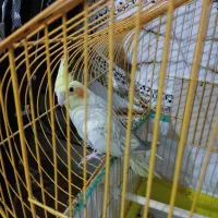 فروش عروس هلندی