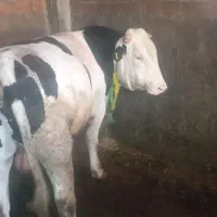 گوساله نر