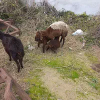 گوسفند فروشی|حیوانات مزرعه|بهشهر, |دیوار