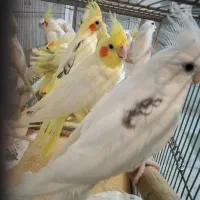 عروس هلندی