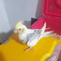 طوطی عروس تازه دونخور