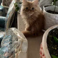 واگذاری گربه