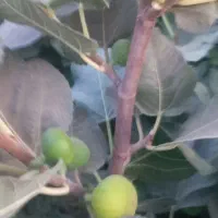 نهال انجیر زرد