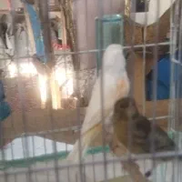 قناری موزاییکی ماده|پرنده|اسفرورین, |دیوار