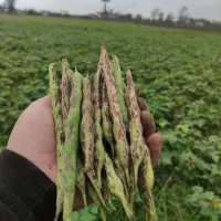 باقالی خورشتی