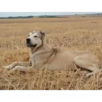 گمشده