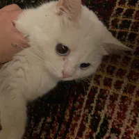 گربه بریتیش ماده