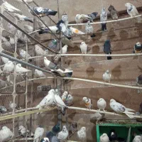 بار جدید کبوتر بازم رسید|پرنده|ماهدشت, |دیوار