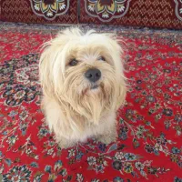 سگ‌ پا کوتاه