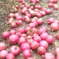 انار  درجه یک