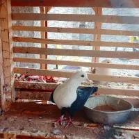 کله سفید نر پاک و بدون غلط عروسک|پرنده|آیسک, |دیوار