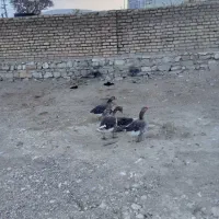 چهار تا غاز چهارتا اوردک|حیوانات مزرعه|کرمانشاه, |دیوار