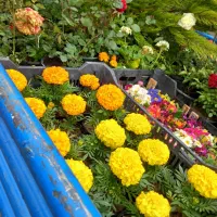 باغبانی|خدمات باغبانی و درختکاری|تهران, تهرانپارس شرقی|دیوار