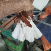 سلام خدمت دوستان  دم سفید|پرنده|تربت‌حیدریه, یحیی آباد|دیوار