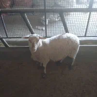 بره ماده آبستن لاکن