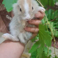خرگوش