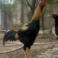تخم مرغ لاری اصل نطفه دار