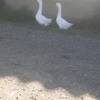 قوغاز