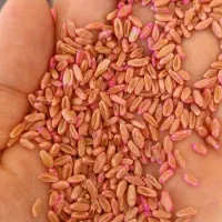 بذر گندم مهرگان درجه یک