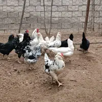 تخم مرغ نطفه دار گلین لری تازه