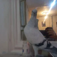 سه عدد شامی نره یکه بهترین نژاد|پرنده|چگنی, |دیوار