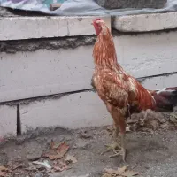 لاری|حیوانات مزرعه|پاکدشت, پاکدشت (مامازند)|دیوار