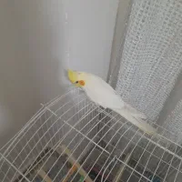 عروس هلندی نر