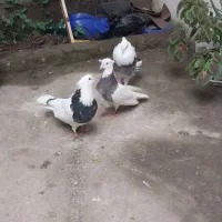 کبوترکفترطوقی۳عدد|پرنده|تالش, هشتپر|دیوار