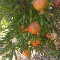 انار سلام و شکسته