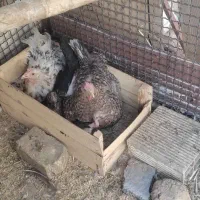 تخم مرغ نطفه دار گلین جوان|حیوانات مزرعه|اصفهان, شیخ طوسی|دیوار