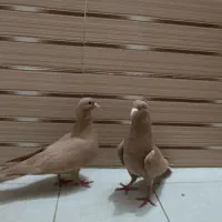 زرد|پرنده|مشهد, شهرک ابوذر|دیوار