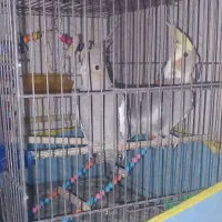 عروس هلندی نروماده|پرنده|آبیک, |دیوار