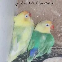 جفت کوتوله مولد رنگ و نژاد خاص معاوضه با گرینچیک..