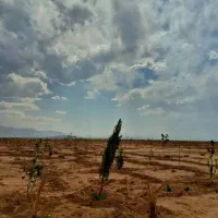 زمین ۷۵۰ متری،باغی اقساطی|فروش زمین و ملک کلنگی|شاهین‌شهر, شهرک میلاد|دیوار