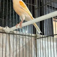 قناری|پرنده|شهر ری, صالح‌آباد شرقی|دیوار