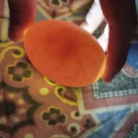 دستگاه جوجه کشی شراکتی، تخم اردک،مرغ،غاز،بلدرچین