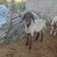 فروش بره نر