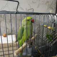 طوطی ملنگو|پرنده|شهریار, شهرک شاهد|دیوار