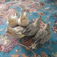 عروس هلندی گلباقالی سرلاکی