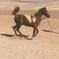اسب