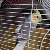 عروس نر سالم با قفس ۱ تومن|پرنده|رشت, نیکمرام|دیوار