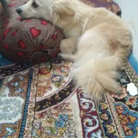سگی خوب و مهربون بازی گوش