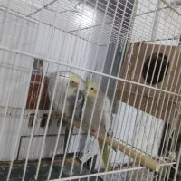 مینا و عروس هلندی نر و ماده